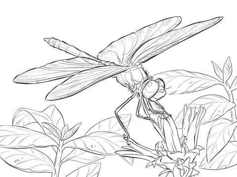 Yellow Winged Darter Dragonfly Coloring Page